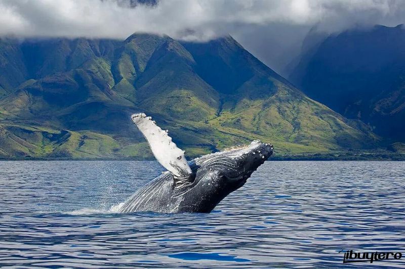 Winter is the prime season for whale watching