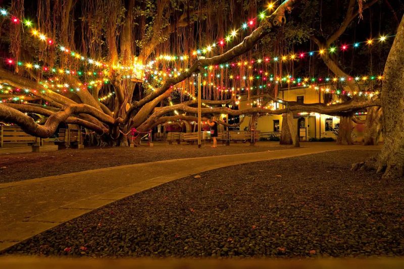 Lahaina Banyan Tree