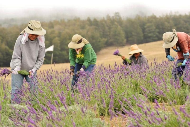 Aliʻi Kula Lavender Farm